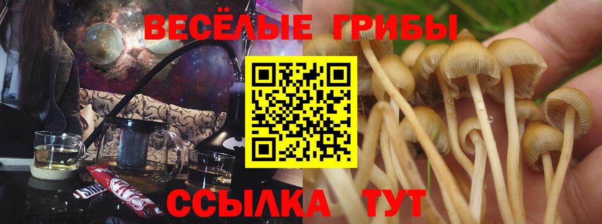 Солнечногорск  Псилоцибиновые грибы Psilocybine cubensis  Вход с VPN 